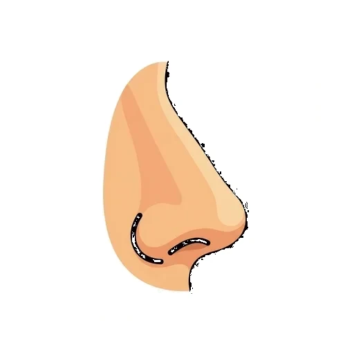 Nose